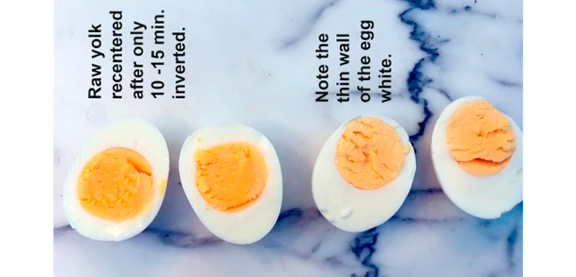 egg yolk centering trick refrigerator